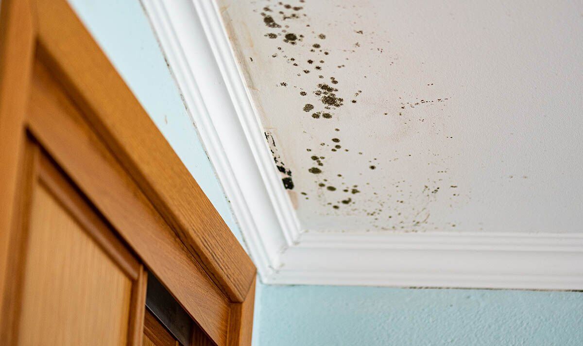 Earth and Mildew in Paint: Prevention and Remediation Strategies