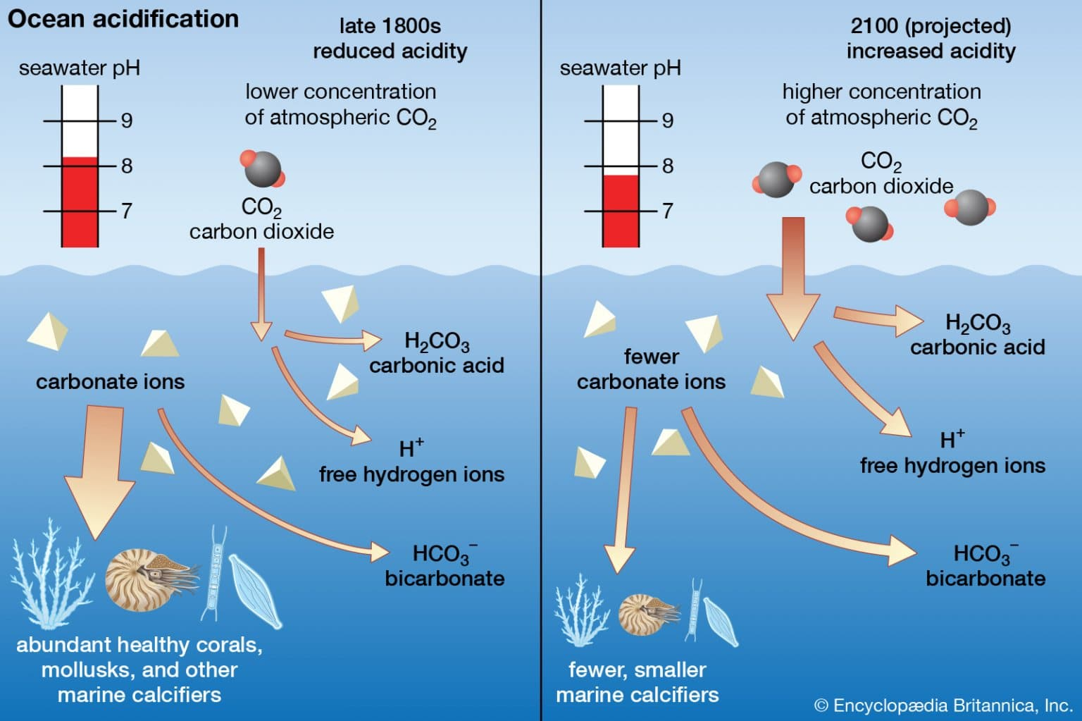 Addressing Ocean Acidification and Its Consequences