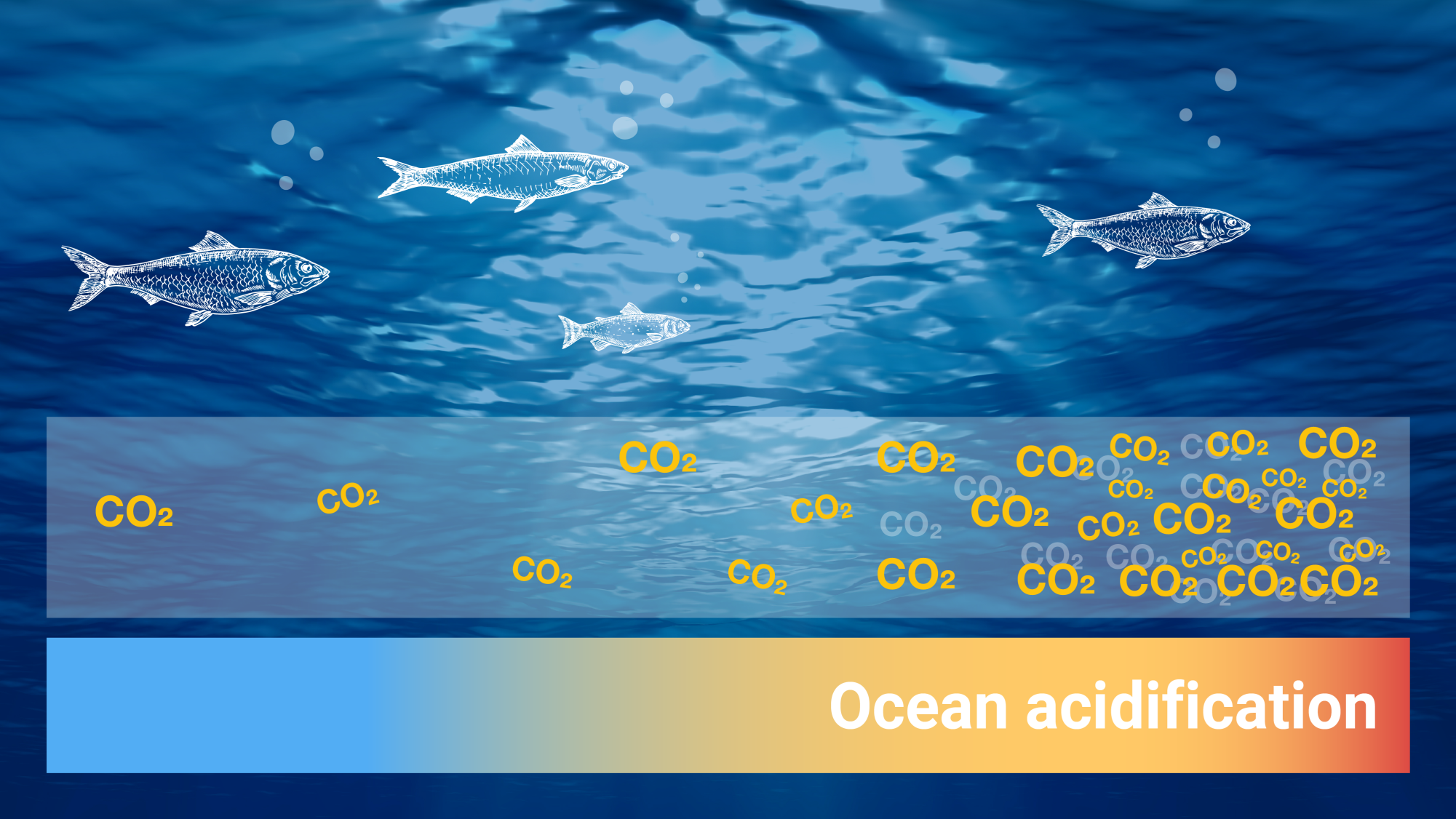 how does ocean acidification affect marine life