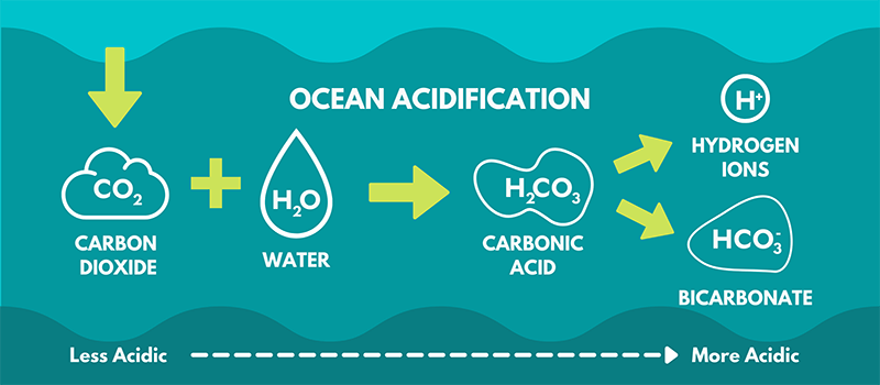 what are some potential solutions to address ocean acidification