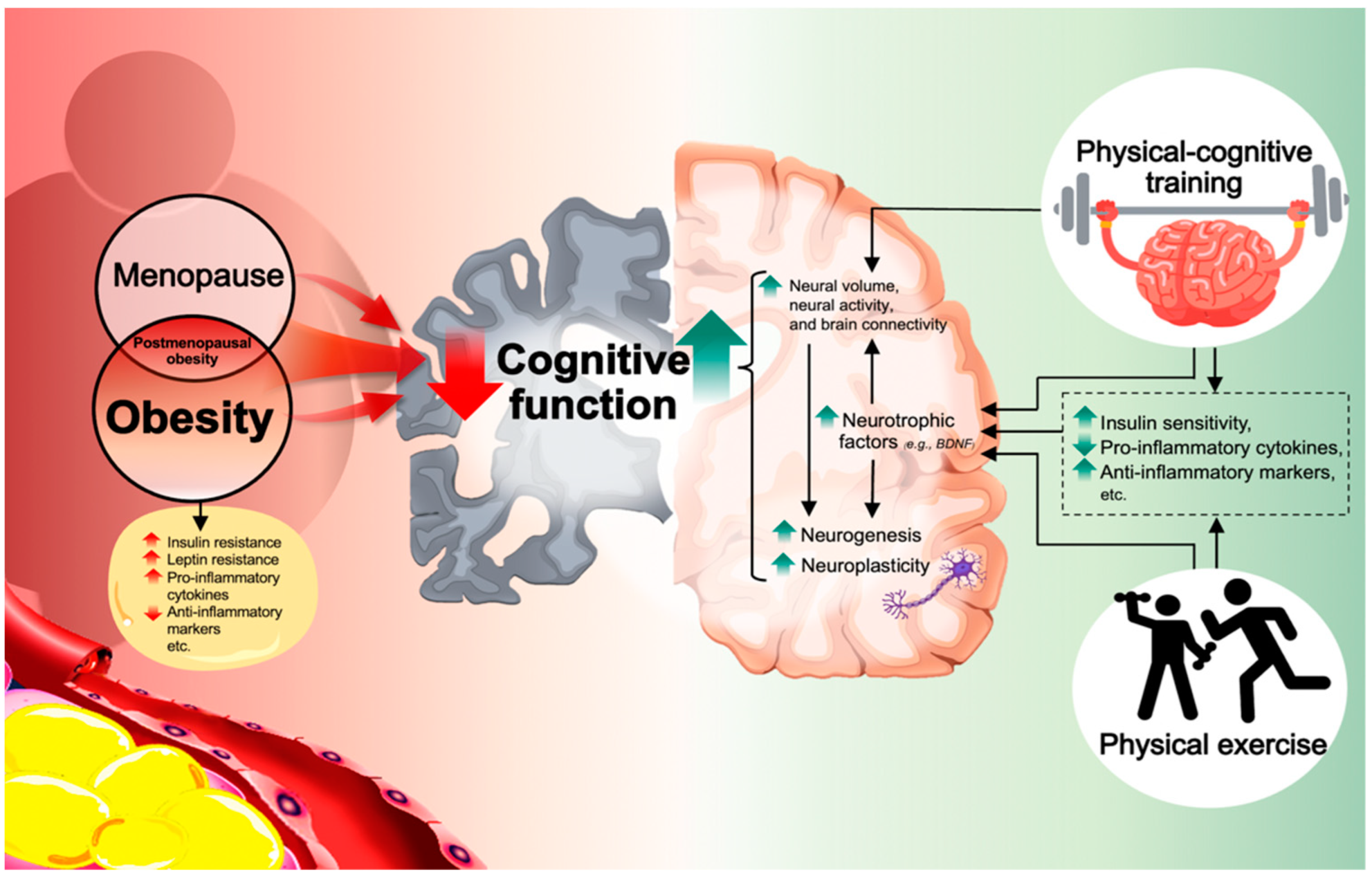 The Impact of Exercise on Cognitive Function and Brain Health