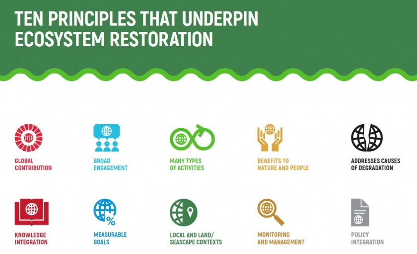 Ecosystem Restoration: Strategies and Success Stories