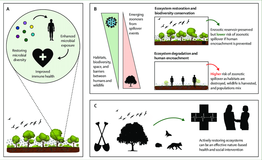 how can individuals contribute to ecosystem restoration efforts