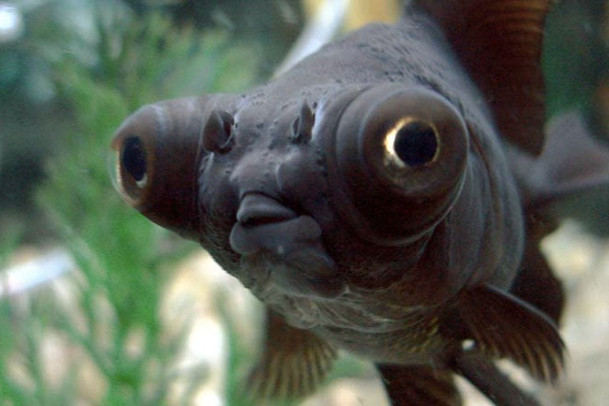 Unveiling the Mystique of Dark Goldfish with Giant Eyes