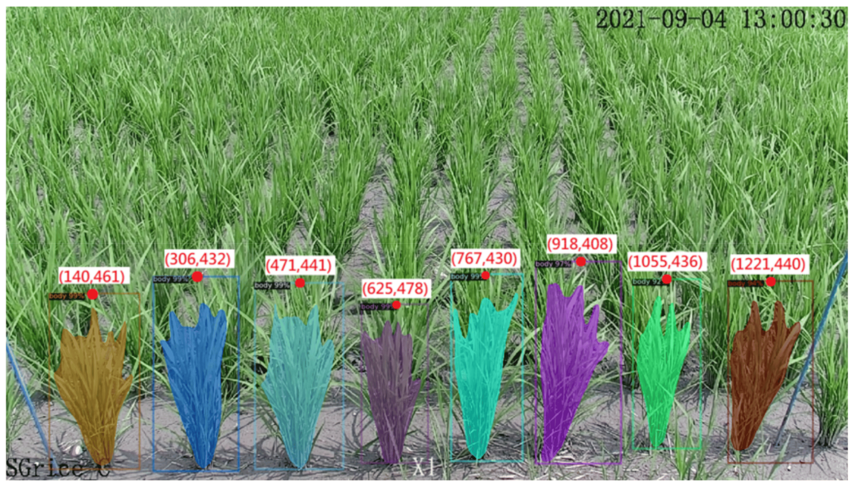 Understanding Rice Cultivation: Key perceptivity and Practices
