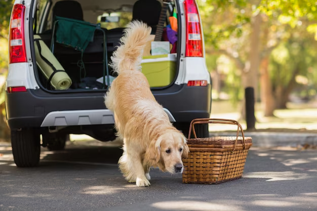 How to Remove Pet Hair from Your Auto: A Comprehensive Guide